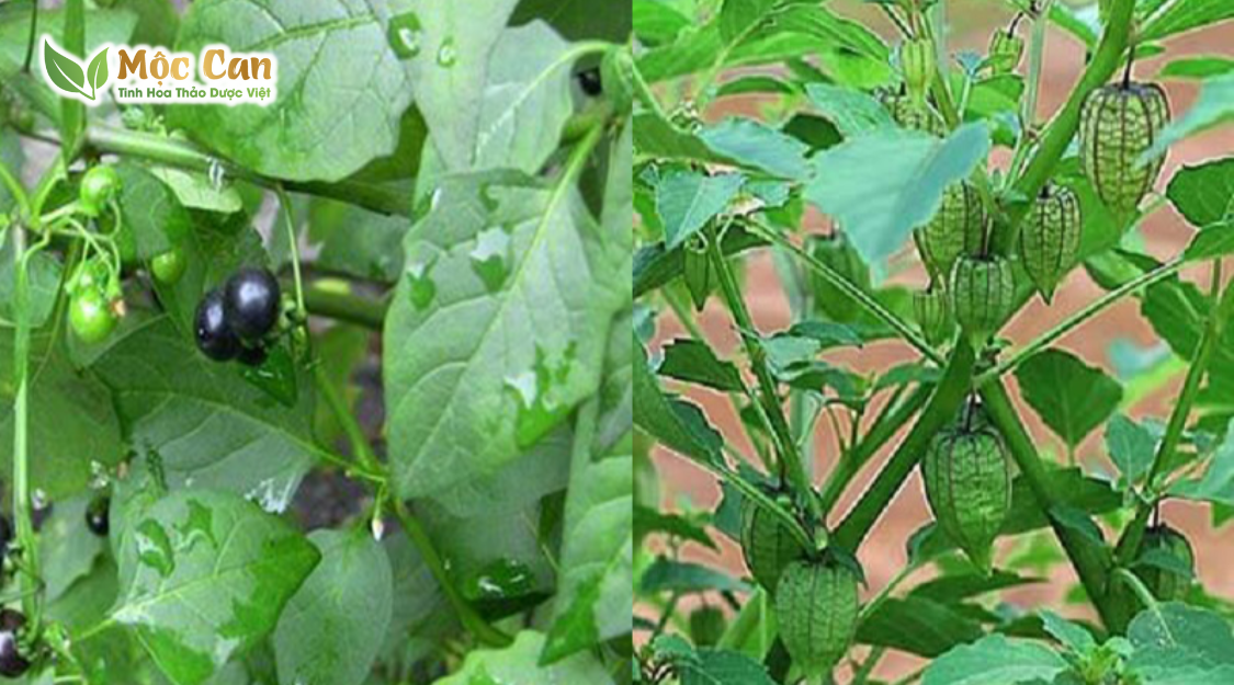 CÂY TẦM BÓP VÀ CÔNG DỤNG TUYỆT VỜI 1